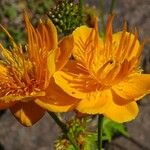 Trollius chinensis फूल