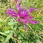 Centaurea nervosaBlomma