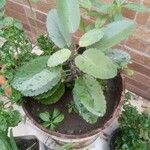 Kalanchoe pinnataপাতা