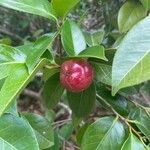 Camellia japonicaFruit