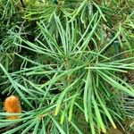 Banksia spinulosa Φύλλο