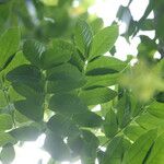 Swietenia macrophylla Leaf