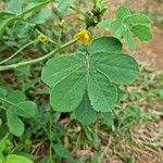 Senna obtusifoliaFlower