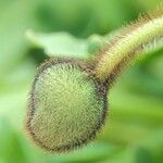 Papaver alpinum Annet