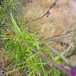 Trichostema lanatum Hoja