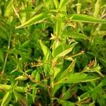 Ludwigia hyssopifolia Leht