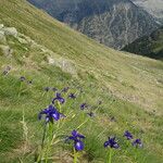 Iris latifolia Blomst