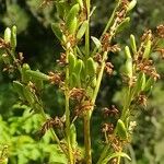 Syringa josikaea Fruit