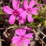 Phlox subulata Flower