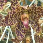 Grammatophyllum speciosum Kita
