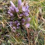 Gentianella ramosa Flor
