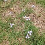 Herbertia lahue Lorea