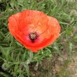 Papaver rhoeasFlower