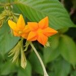 Mussaenda philippica Virág