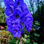 Aconitum variegatum Virág