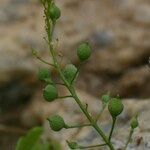 Neslia paniculata Frucht