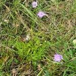 Scabiosa canescens Costuma