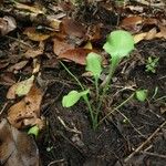 Ophioglossum petiolatum Plante entière