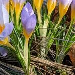 Crocus versicolor Blad