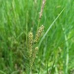 Carex nigra Květ