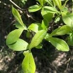 Salix laggeri Feuille