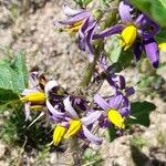 Solanum palinacanthum