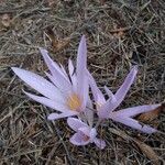 Colchicum hierosolymitanum Flor