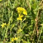 Brassica juncea Kvet