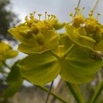 Euphorbia serrata Λουλούδι