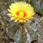 Astrophytum capricorneFloro