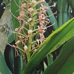 Hedychium coccineum Habitus