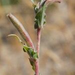 Oenothera parodiana 樹皮