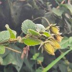 Hibiscus fuscus Liść