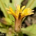 Taraxacum besarabicum Flor