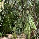 Allocasuarina torulosa പുഷ്പം