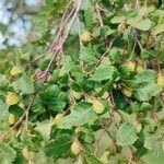 Nothofagus alpina Hábito