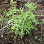 Gratiola neglecta 整株植物