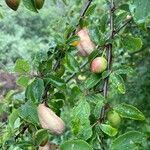 Prunus brigantina Fruit