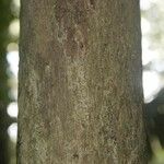 Pouteria reticulata Corteza