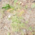 Poa bulbosa Flower