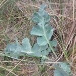 Crambe maritima Feuille