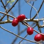 Spondias purpurea Fruit