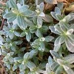 Cerastium biebersteinii Hoja