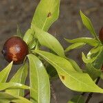 Alibertia edulis Fruit