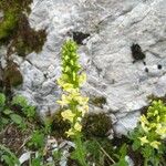 Pedicularis ascendens Flower