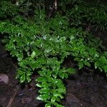 Psychotria biaristata Агульны выгляд