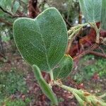 Arctostaphylos columbiana 叶