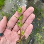 Lindernia dubia 葉