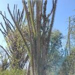 Didierea madagascariensis Habit