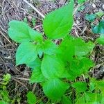Parietaria debilis Yaprak